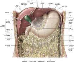 The abdominal cavity is located between the thoracic cavity and pelvic cavity. Internal Organs Atlas Of Anatomy