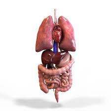 3d Model Of Human Internal Organs Human 3d Models And 3d Graphics In Exchange3d Media Store Human Organ Diagram Human Body Diagram Body Organs Diagram
