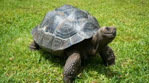 The galapagos turtles represent the natural biodiversity of this archipelago. Galapagos Tortoise The Houston Zoo