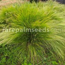 Image result for Aristida canescens