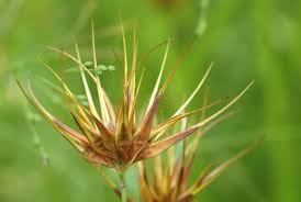 Image result for Rhynchospora gracillima