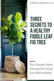 Over And Under Watering Are The Two Most Common Killers Of A Fiddle Leaf Fig Tree Luckily There S One Simple Secret To Fiddle Fig Tree Plants Fiddle Leaf Fig