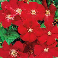 Click here to find out more. Rouge Cardinal Clematis Gurney S Seed Nursery Co