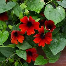 Image result for Thunbergia gossweileri