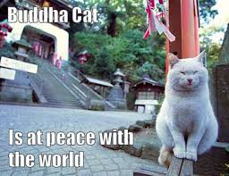 Buddha Cat Is Peace W The World Cats Cat Photo Cute Animals