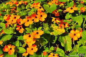 Wedelia Or Black Eyed Susan Phillip S Natural World