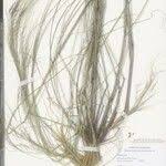 Image result for Aristida stipoides