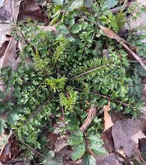 Image result for Cardamine