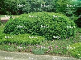 Image result for Berberis verruculosa