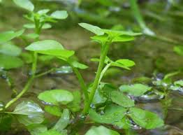 No need to register, buy now! Watercress Pictures Flowers Leaves Identification Nasturtium Officianale
