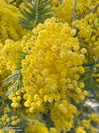 Image result for Acacia dealbata