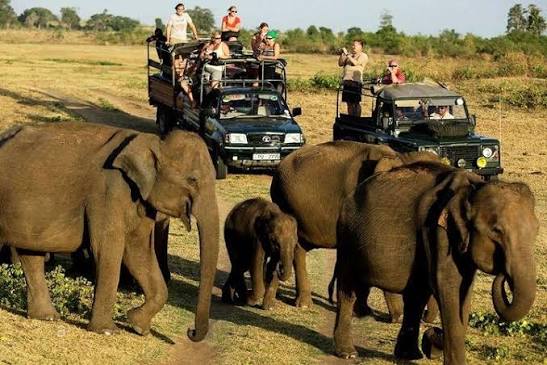 Unleashing the Wild: A Thrilling Safari in Sri Lanka's Udawalawe National  Park