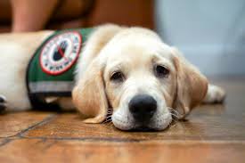 From understanding your cat's behaviour to training them to use a litter box, purina is here to help. A Realistic Analysis Of The Dot S Decision To Ban Emotional Support Animals From Flights Wake Forest Law Review
