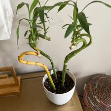 Image result for Seddera suffruticosa