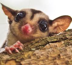 What You Need For A Sugar Glider Animals Cute Animals Cute Baby Animals