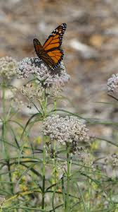 Image result for Asclepias foliosa