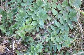 Image result for Arctotheca