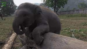 Check out these cute elephant videos in this funny and clumsy baby elephants compilation. Best Cute Videos Gifs Gfycat