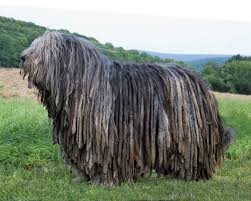 Like the shorthair dogs, there are long haired breeds of every size, shape and demeanor, so any pet owner looking for a very specific kind of furry dog, will likely be able to find their ideal dog below. 13 Famous Long Haired Dog Breeds Around The World