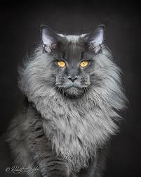 He loves his family but isn't demanding of attention. La Majeste Du Maine Coon Captee Par Ce Photographe Magnifique