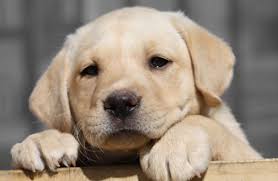 Find chesapeake bay retriever dogs and puppies from alaska breeders. Find Puppy Dog My Dog Breeders