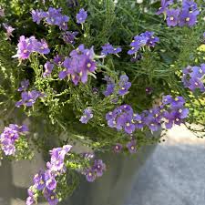 Image result for Nemesia fruticans