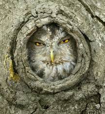 Maybe you would like to learn more about one of these? Natures Camouflage Gufo Delle Nevi Immagini Gufo Animali