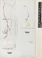 Image result for Digitaria longiflora