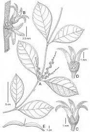 Image result for Secamone