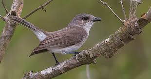 Birds Of Prey Wikipedia Indonesia List Of Birds Of India Wikipedia Birds Whistler List Of Birds