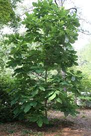 Large Leafed Magnolia Magnolia Macrophylla Big Leaf Plants Trees To Plant Magical Garden