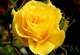 We did not find results for: History And Meaning Of Yellow Roses Proflowers Blog