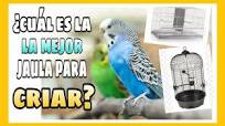 ¿CUAL ES LA MEJOR JAULA PARA CRIAR PERIQUITOS?