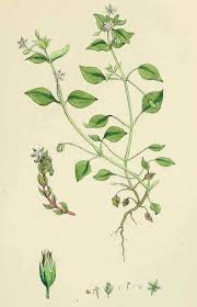 Image result for Stellaria