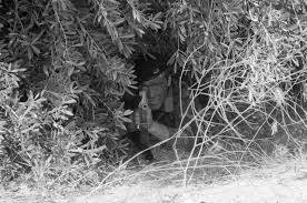 3 Michael Brinton Image: PICRYL