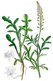 Image result for Resedaceae