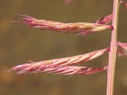 Image result for Dinebra retroflexa