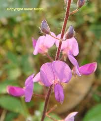 Image result for Pleurolobus salicifolius