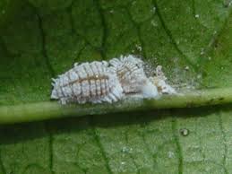 Image result for Mealybug cucumber