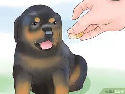 Includes rottie pictures, rottweiler puppy breeders and puppies for sale. How To Train Your Rottweiler Puppy With Simple Commands 14 Steps