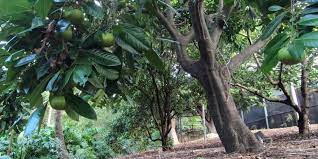 The credit for that belongs to earlier mesoamerican civilizations. Black Sapote The Chocolate Pudding Fruit Practical Primate