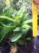 Image result for Vangueria sp.