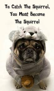 51 Pugs Who Just Want Halloween To Be Over Pugs Funny Cute Pugs Pug Memes