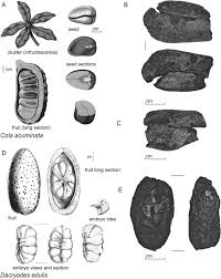 Image result for Pachylobus edulis