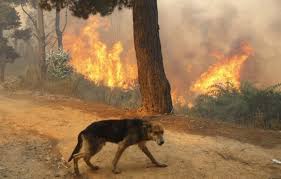 Los incendios forestales en australia son también una catástrofe a nivel ecológico. Enterate Como Puedes Ayudar A Los Animales En Los Incendios Forestales