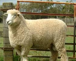 Image of Romney Marsh sheep