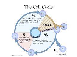 Mitosis And Meiosis Chapter 8 0 8 24