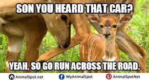 Deer Memes