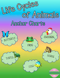Life Cycles Of Animals Animal Life Cycles Life Cycles Animal Categories
