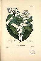 Image result for Landolphia owariensis